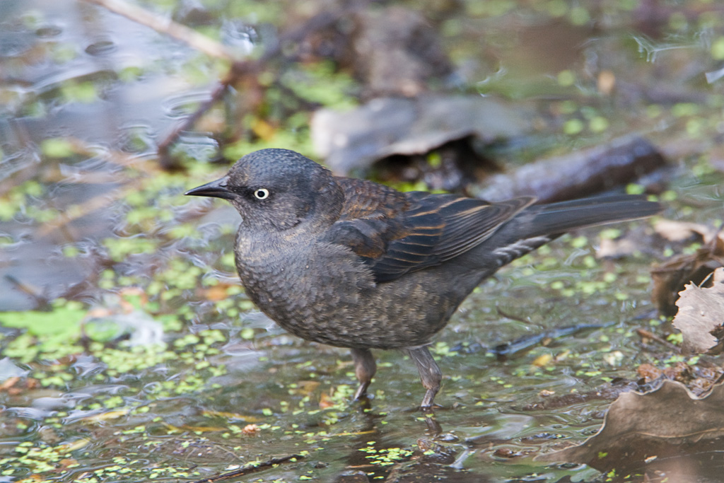 Birds of the Lake Erie Shores, Ohio May 2009
